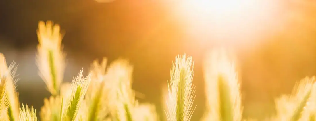 Sunset In a Wheat Field