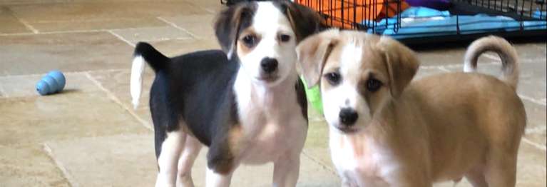 Puppies gods timing
